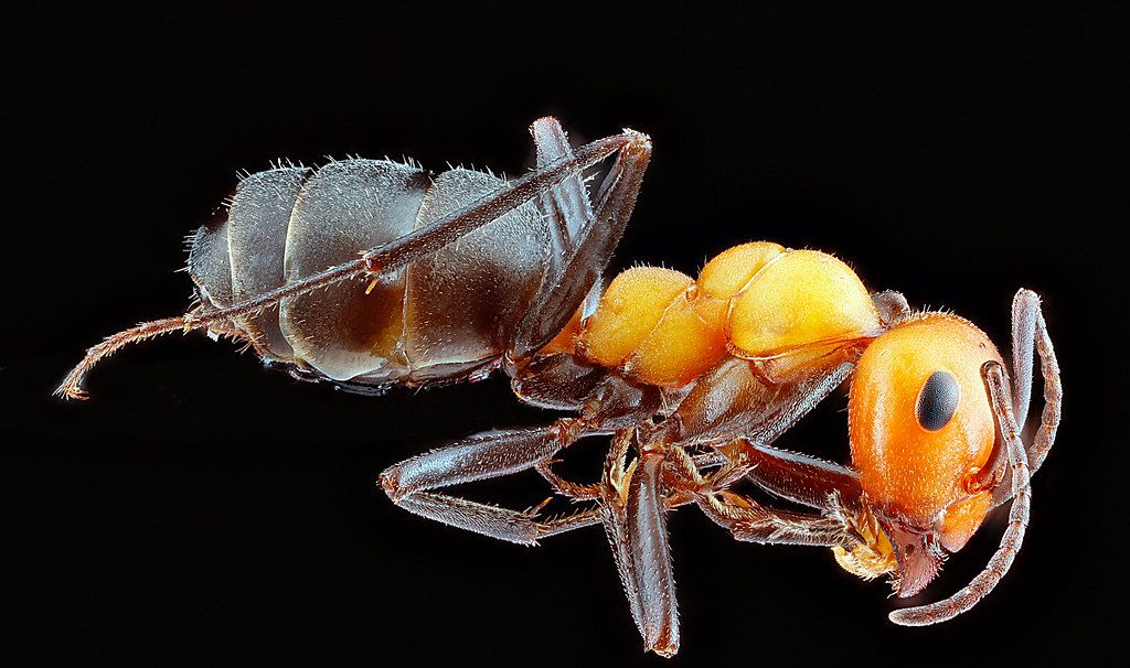Ant Control service in Rocklin, CA