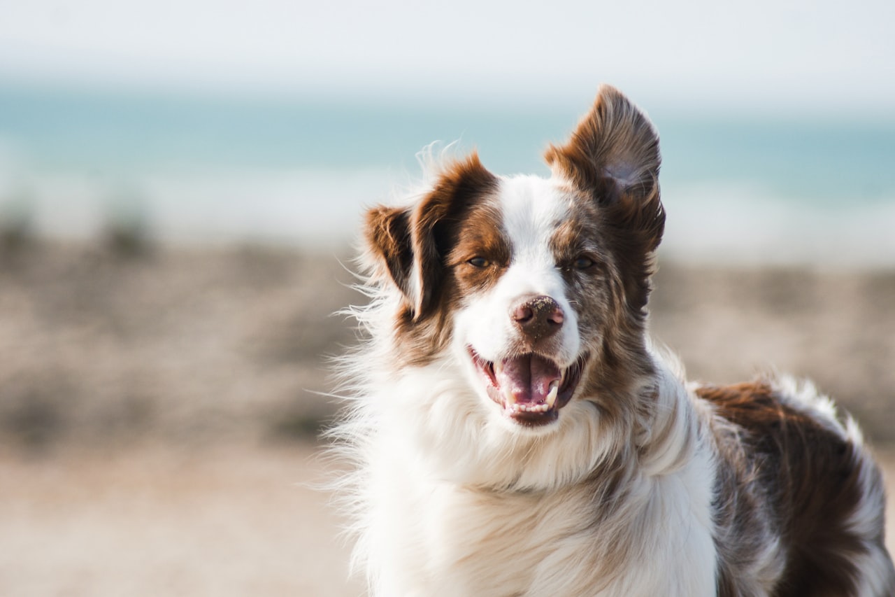 Flea & Tick Control service in Rocklin, CA