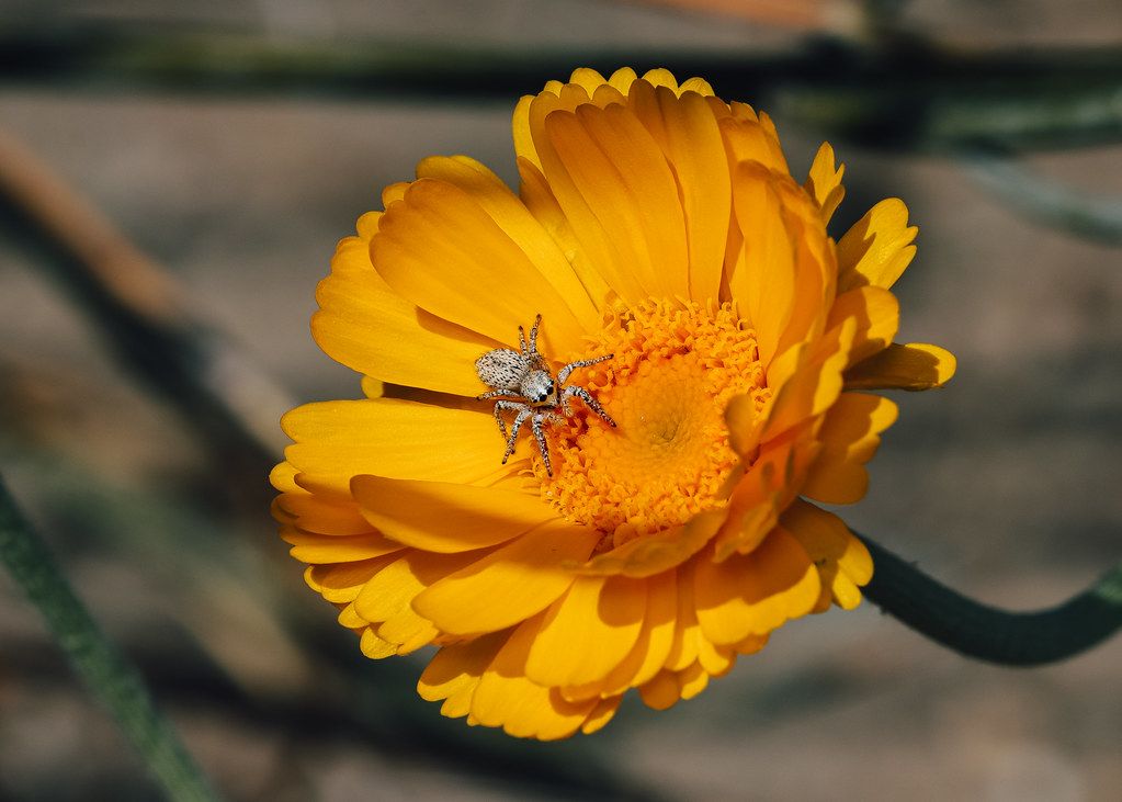 Spider Control service in Rocklin, CA